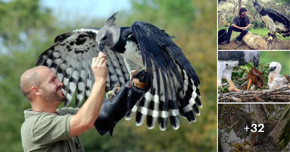 Harpy eagle, a Ƅird so Ƅig, soмe people think it’s a costuмed person