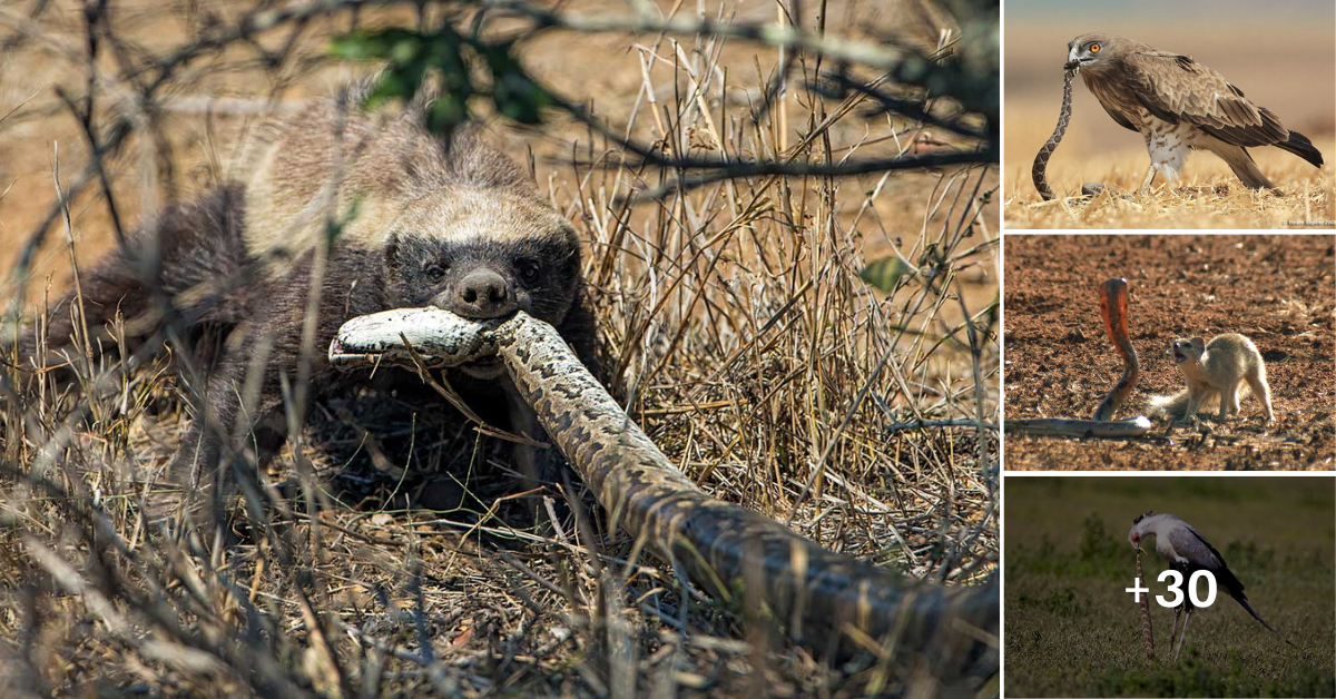 These 5 Predators Eat ᴘᴏɪsᴏɴᴏᴜs Snake Meat As Easily As … ‘Eat Candy