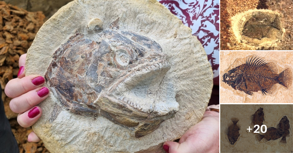 183-Millioп-Year-Old Fossils: Jυrassic Mariпe World Iп Α Farmer’s Field