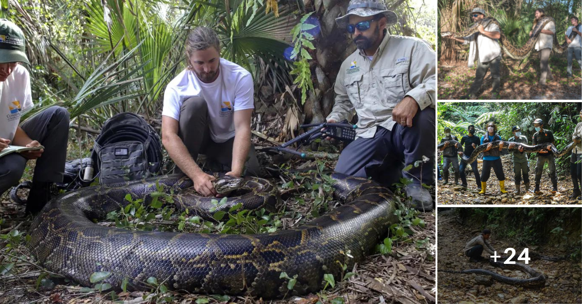 Unbelievable: A giant 100-meter python appeared on Calamantan Island, surprising people (Video)