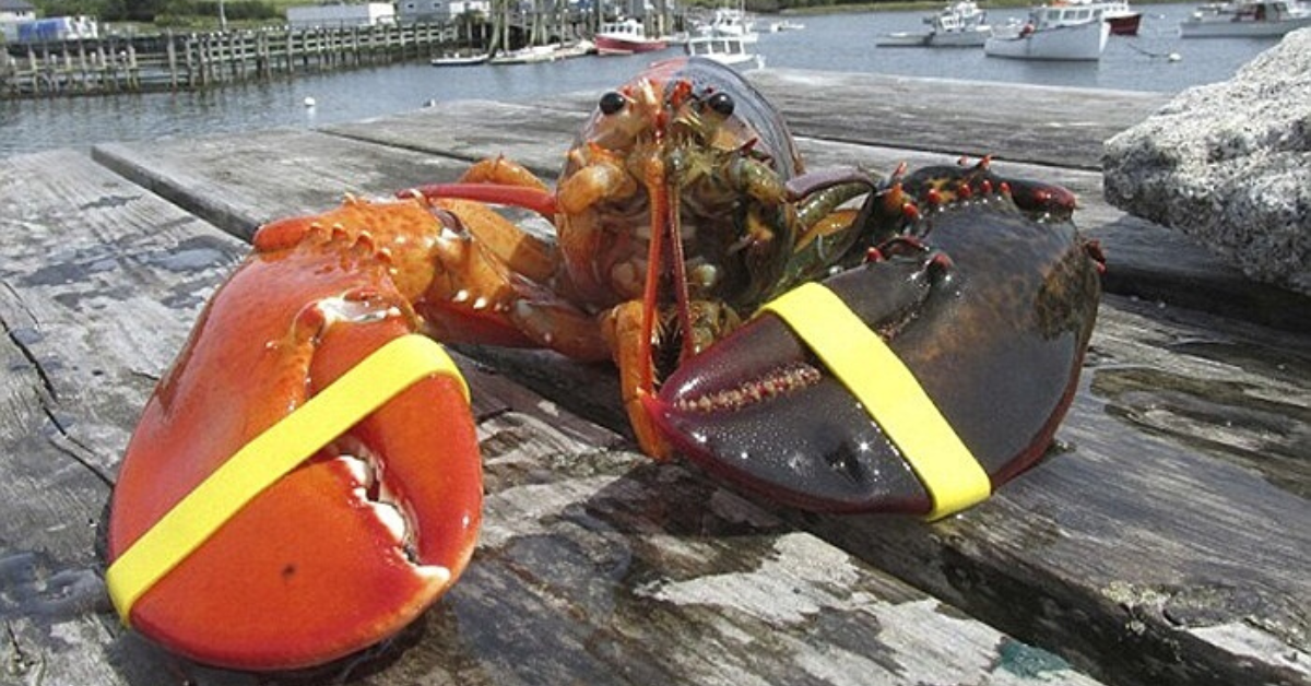 The World’s Largest Lobster Monster with 2 Extremely Strange Colors makes Everyone Look Scared (VIDEO)