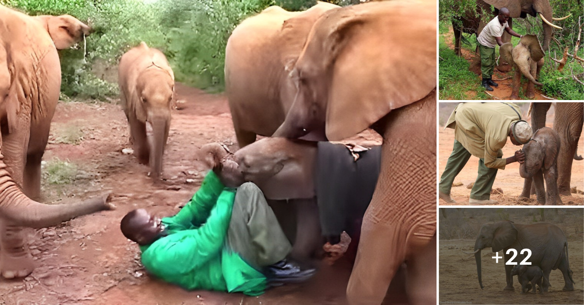 Video: A proud мother elephant presents her new𝐛𝐨𝐫𝐧 to the people that helped saʋe her life