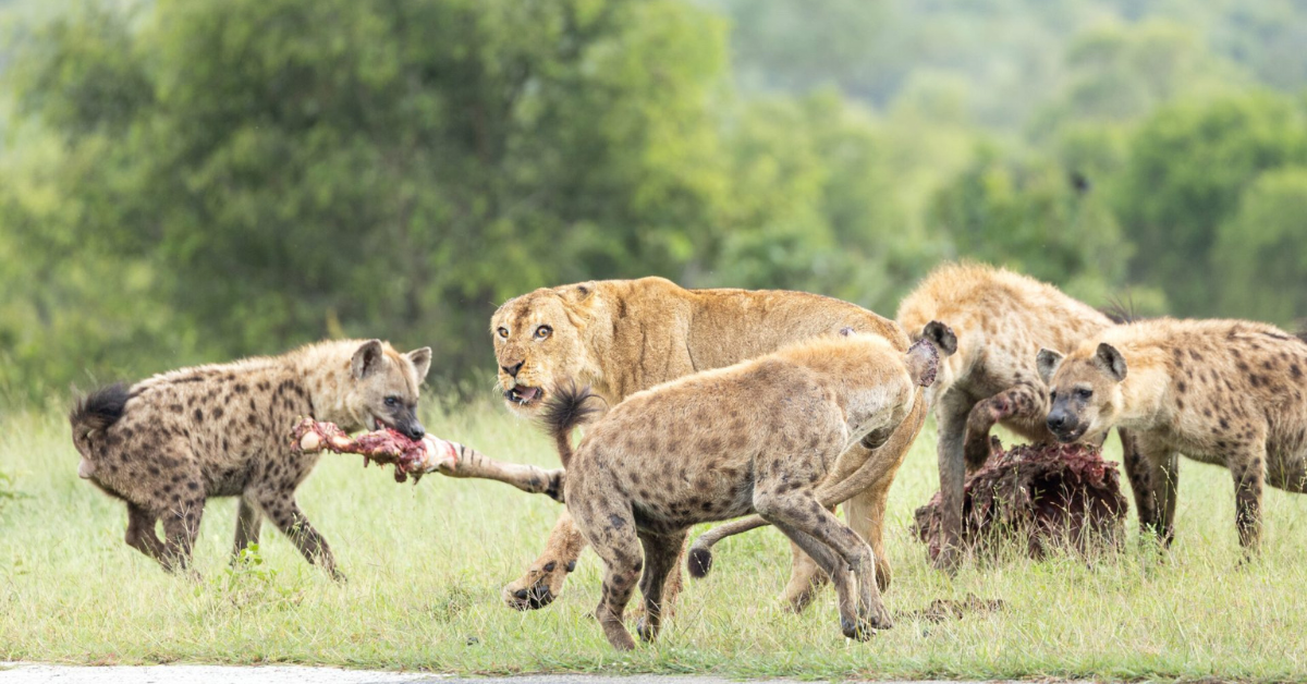 Twenty hyenas assaulted the lion king in an effort to feed the starving cubs. (Video)