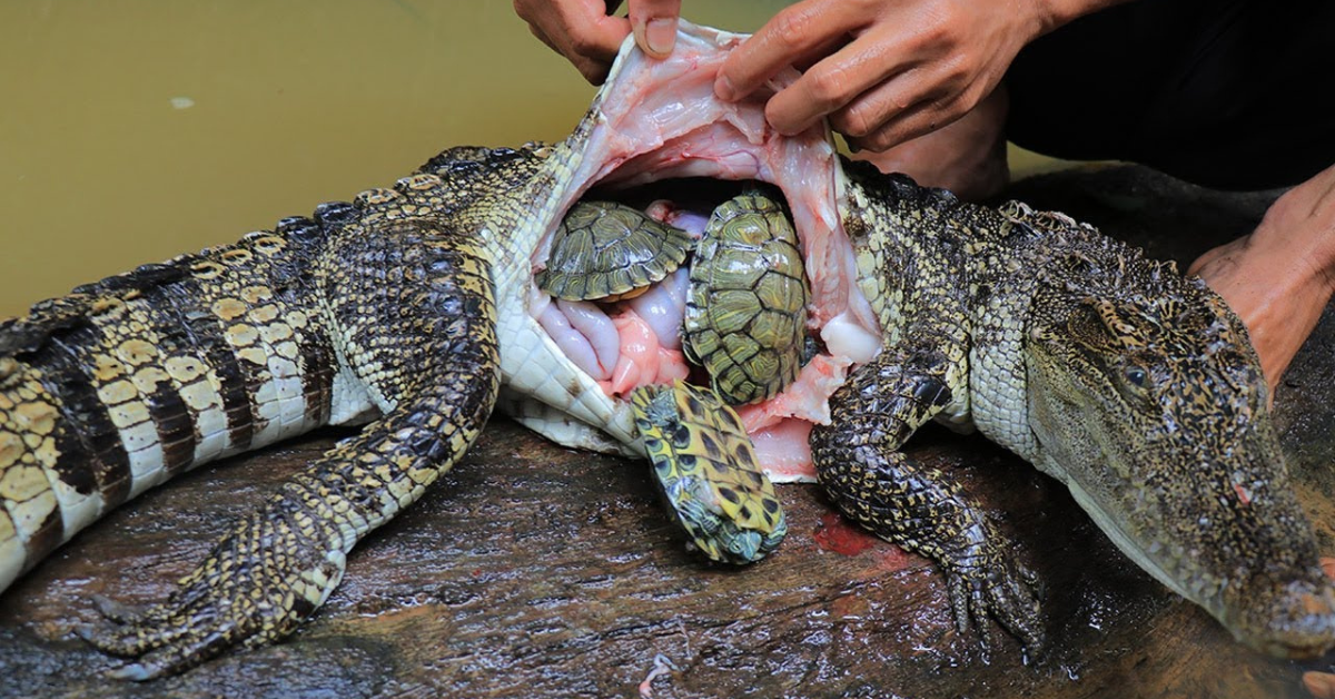 “Man’s Incredible Rescue Mission: Three Live Turtles Retrieved from Inside Crocodile” (VIDEO)