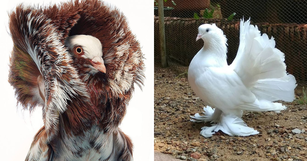 34 Of The World’s Most Beautiful Types Of Pigeons