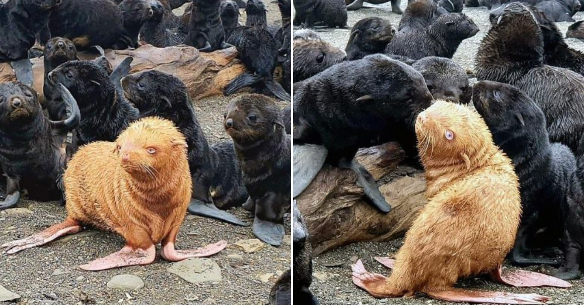 Capture a rare baby seal with a totally different appearance suffering the rejection of others