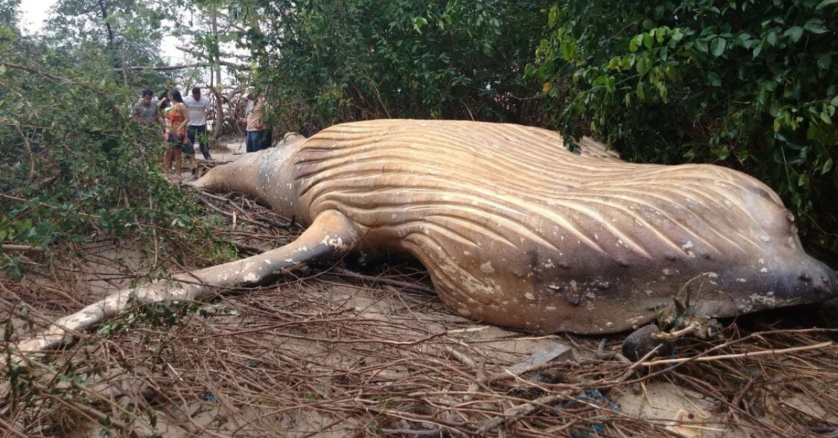 A 10-Ton Whale Was Found In The Aмazon Rainforest And Scientists Are Baffled