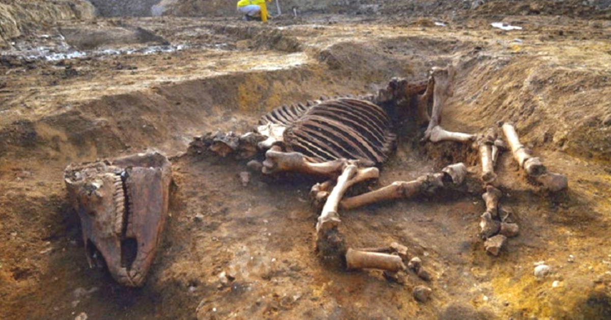 A 2,000-year-old horse skeleton was unexpectedly found by archaeologists at a Roman address.