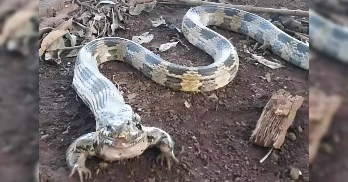 A peculiarly shaped snake was stumbled upon by a group of individuals in Nigeria