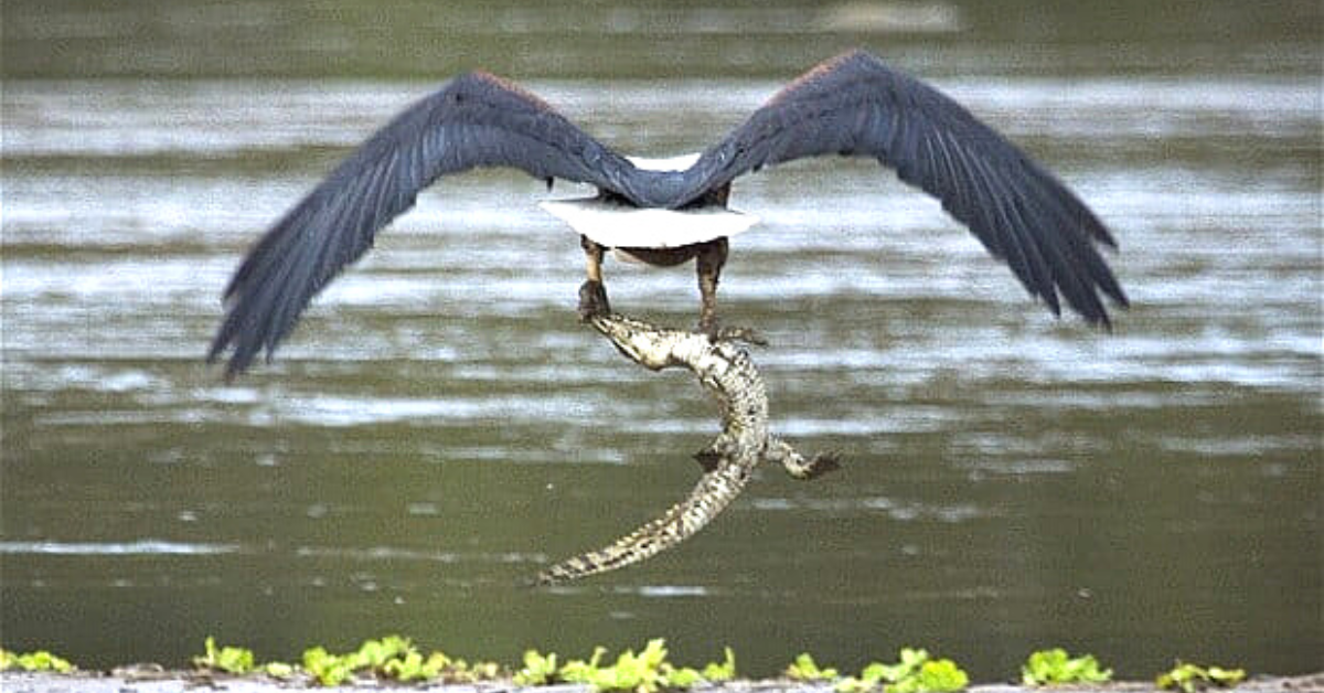 Eagle vs. Crocodile: A Surprising Showdown in the Sky (VIDEO)