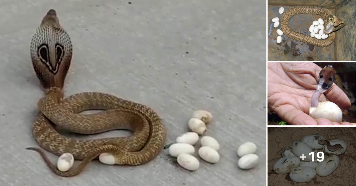 A cobra suddenly appeared in the middle of the street, laying eggs to the amazement and fear of passersby (Video)