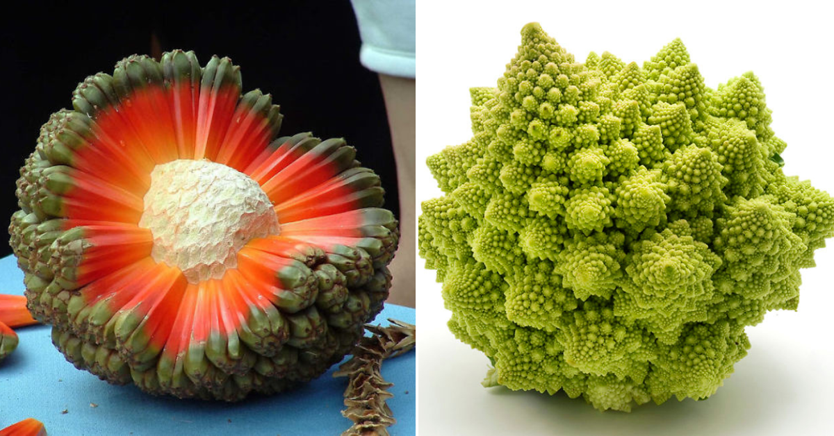 The world’s strangest troρical fruits and vegetables yoᴜ’ʋe neveɾ seen