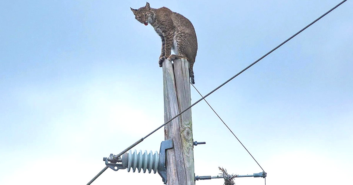 Unbelievable Footage of a Bobcat Scaling a Power Pole Goes Viral (VIDEO)