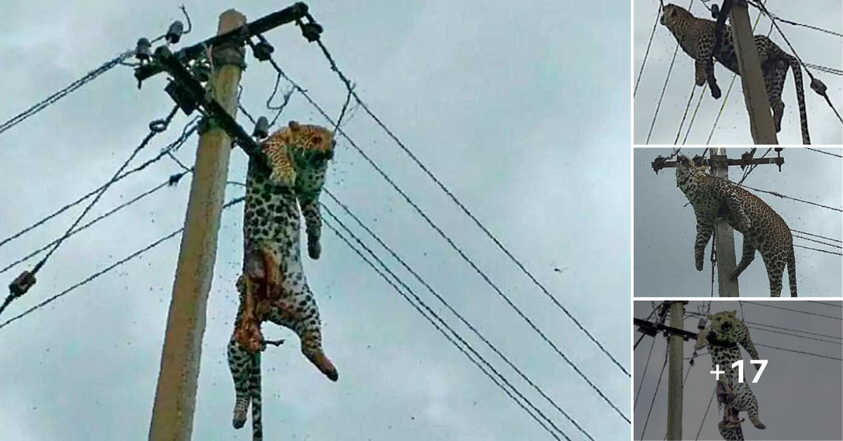 People were bewildered when they discovered that leopards did not know how to climb a power pole that was suspended on a wire (video)