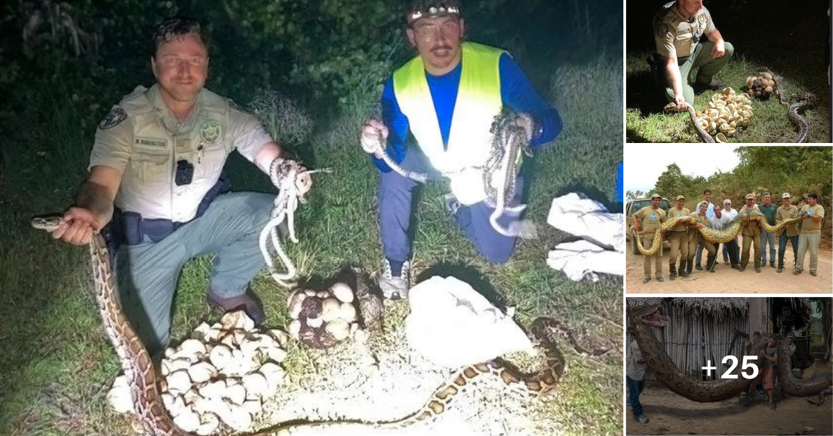 Discovered an 80-meter snake on Calamantan Island: The truth has been revealed”(VIDEO)