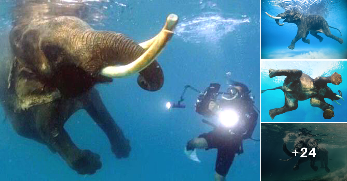 After Ƅeing ѕweрt into the ocean, an Asian elephant was saʋed
