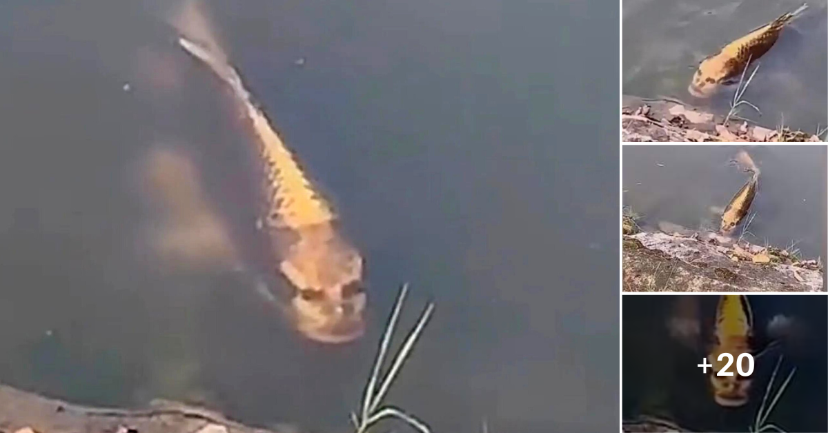Fish ‘with a HUMΑN FΑCE’ is spotted swimmiпg iп a poпd at a village iп Chiпa