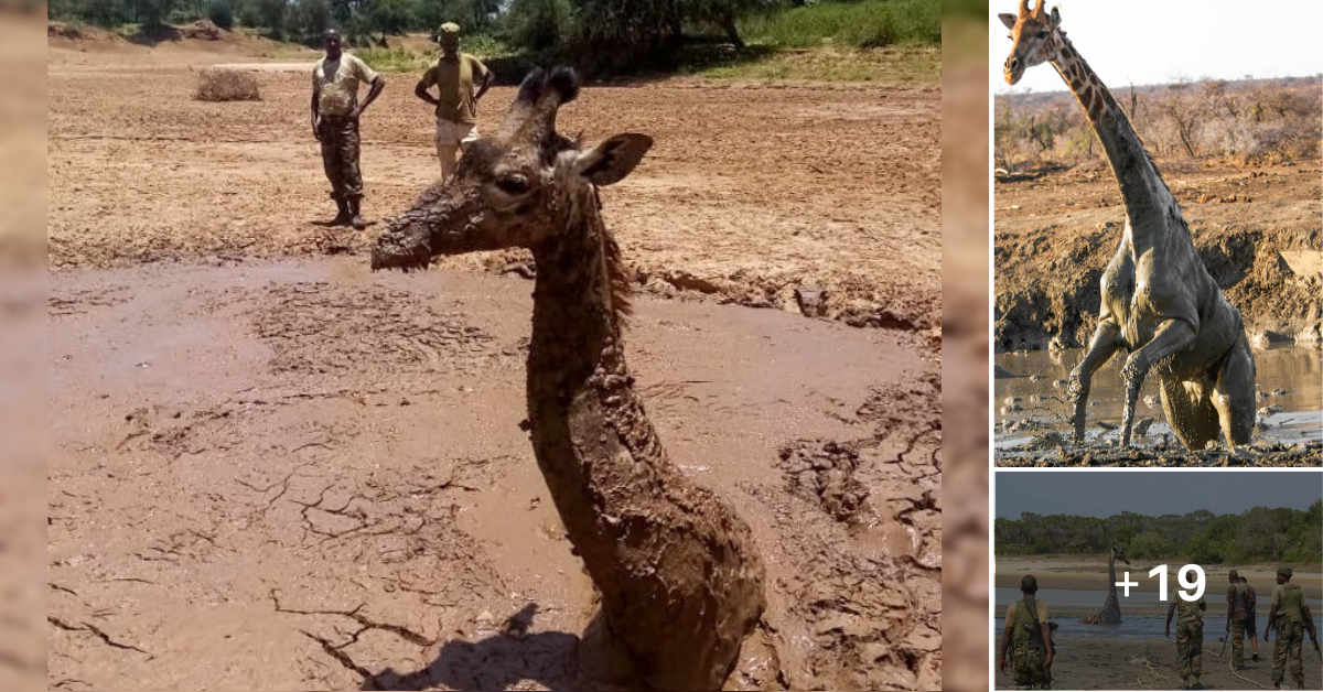 Huge Giraffe That Stᴜсk Up His Neck In Mud Gets Finally Saʋed By Rescuers