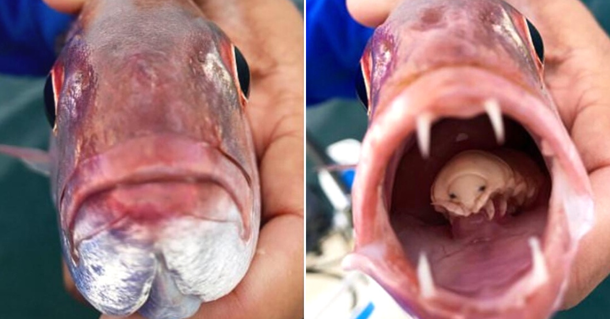 “Fishing Community Shocked by Rare Creature That Eats Fish’s Tongue” (VIDEO)