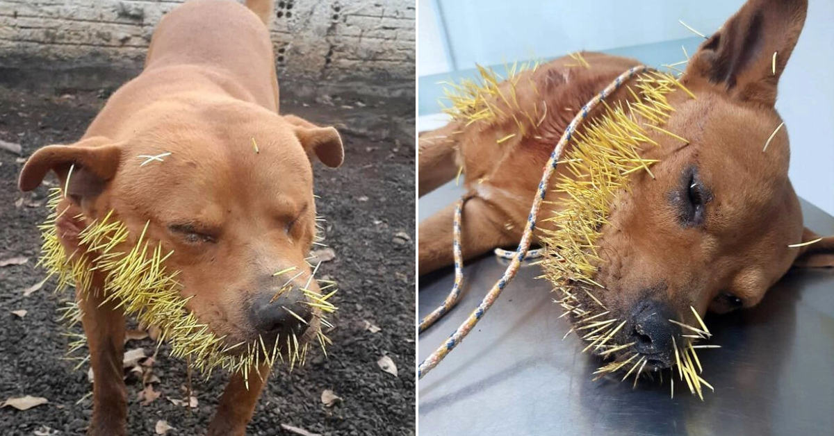 Dog owners share their heartbreak as their pet screams in agony from thorns (VIDEO)