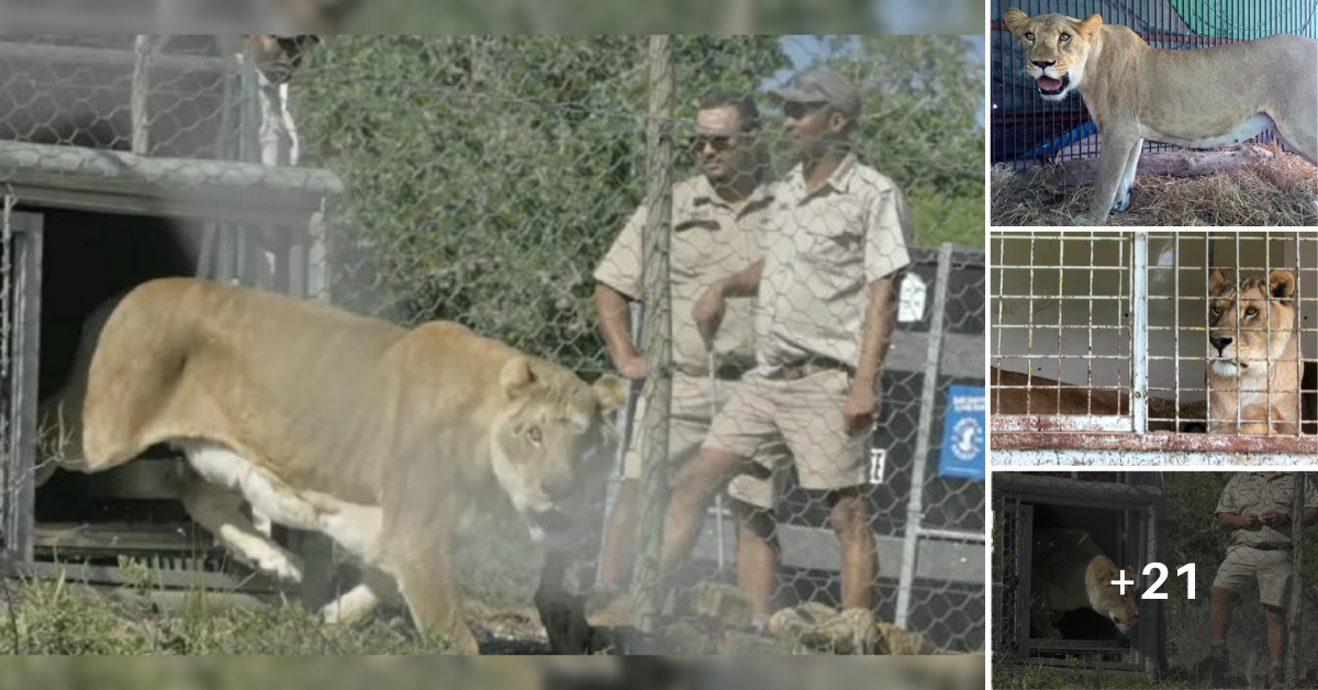 Lions who spent years in cages in traʋeling circus take first steps to freedoм