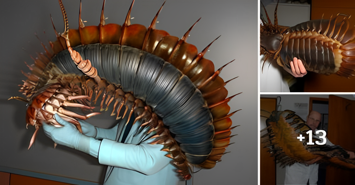 “Arthropleura” The Largest Millipede Ever Found, 2.7 Metre-Long 300 Million Years Ago