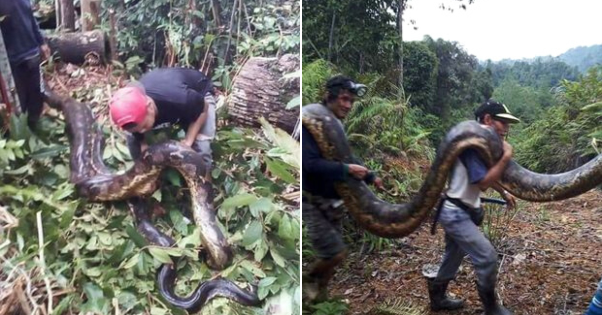 Astounding: a python measuring 100 meters in length turns up on Calamantan Island (Video)