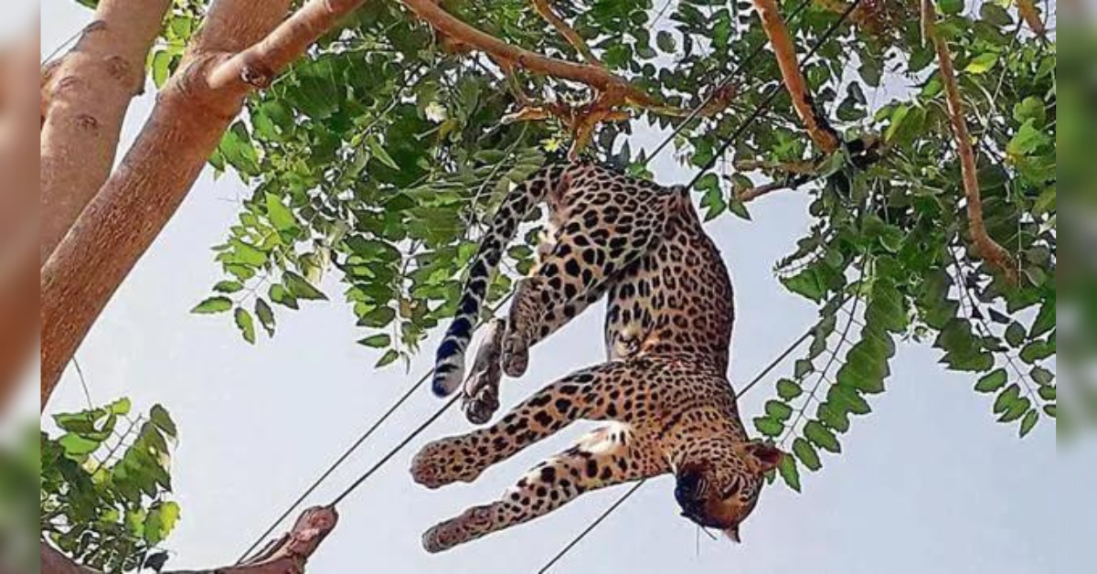 Electricity Grid Danger to Wildlife: Leopard Gets Stuck in Power Lines (VIDEO)