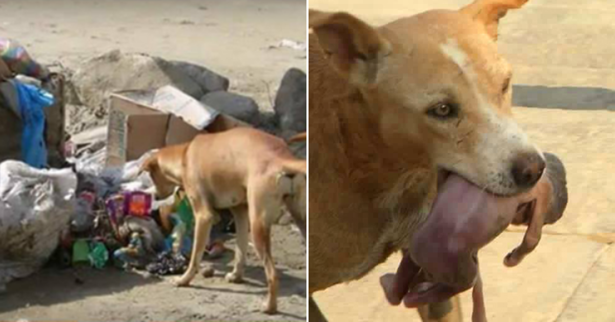 While searching for food, a lucky stray dog saved the life of a newborn baby left in a waste!
