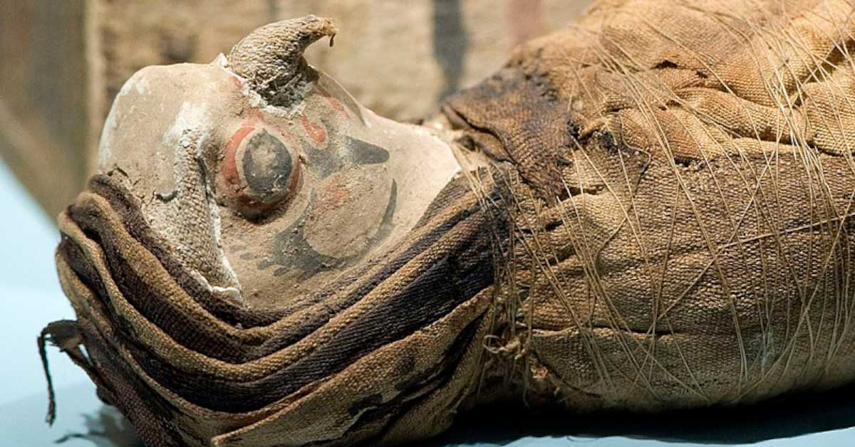 Headless Mummified Falcons Found in Egyptian Temple Suggests Ancient Ritual