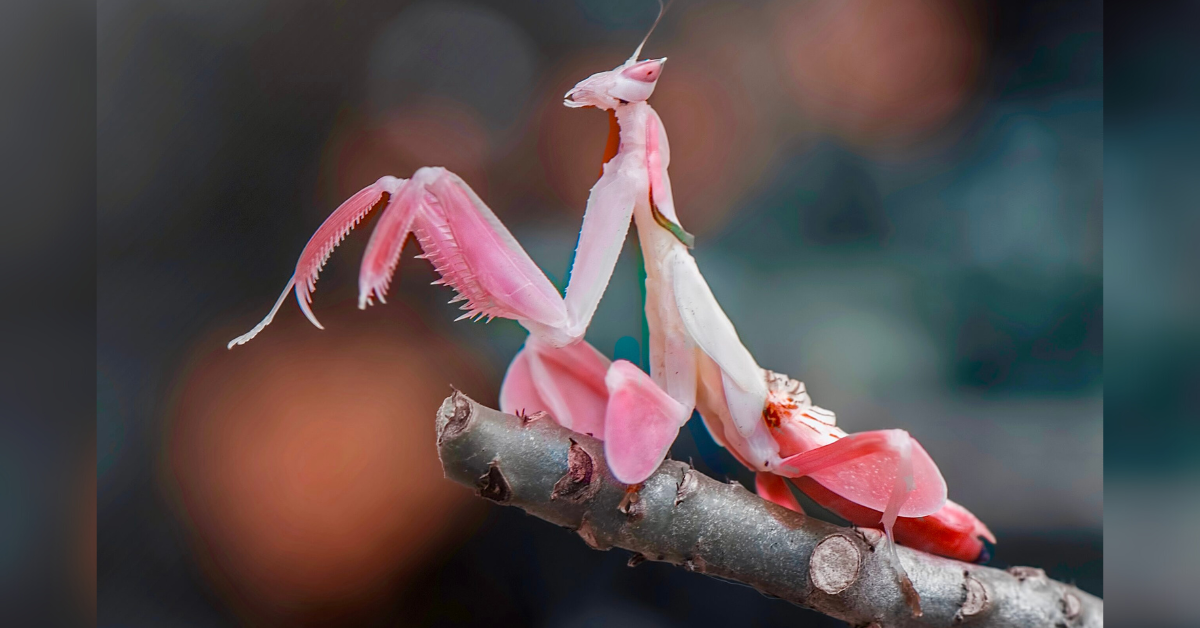 Orchid Mantis: a lovely insect that resembles a flower